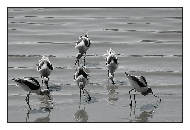 треугольник Паскаля шилоклювка avocet