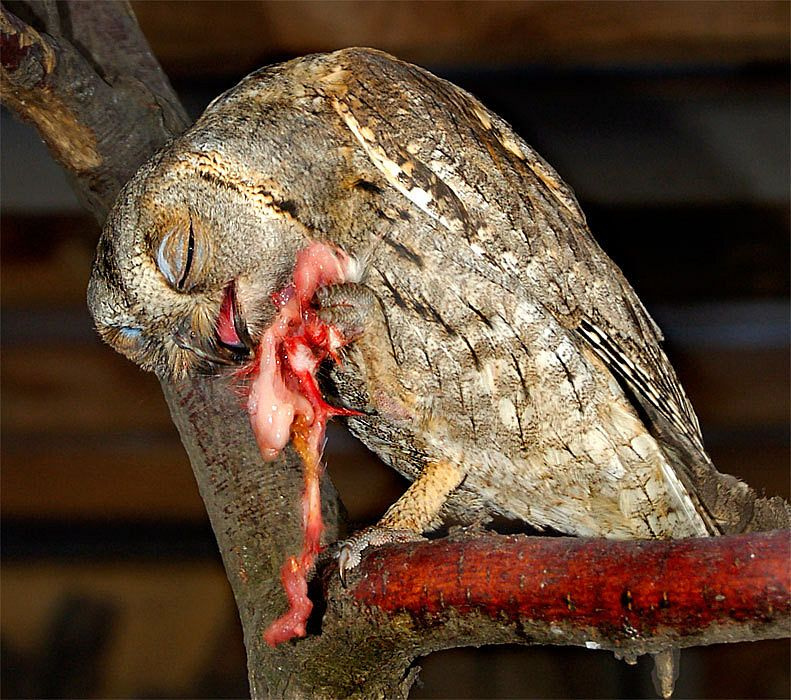 Мяясцоооо! Сплюшка Otus scops сова