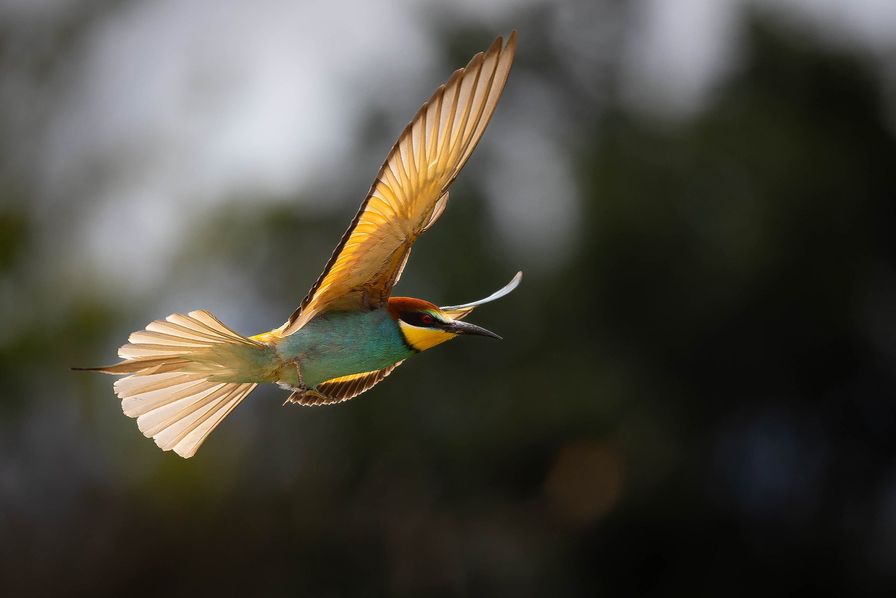 Bee-eater 