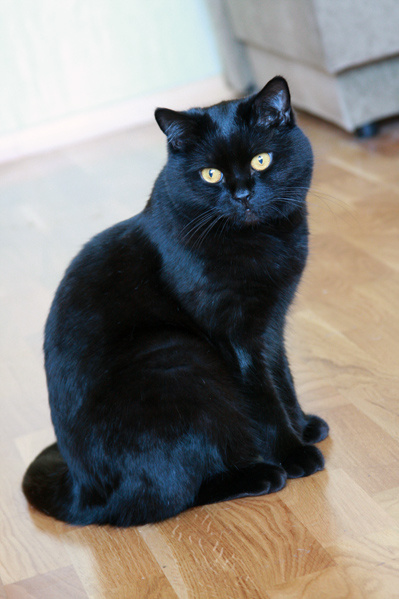 Бегемот черный кот, кот