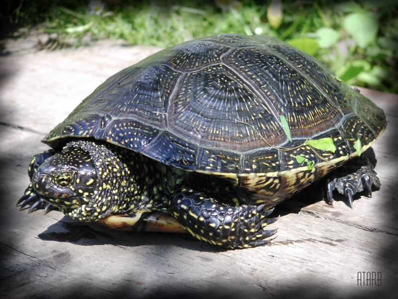 Дикий черепах черепаха tortoise