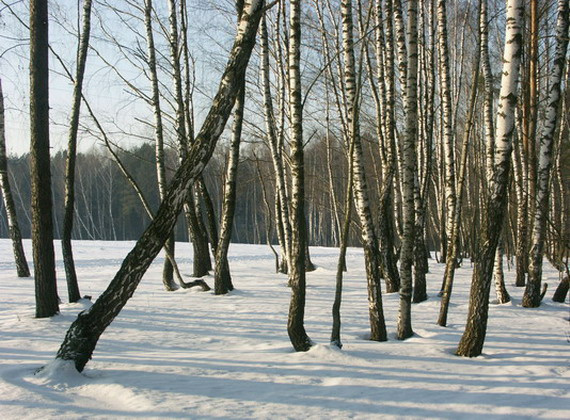 зима калужская лес снег тени
