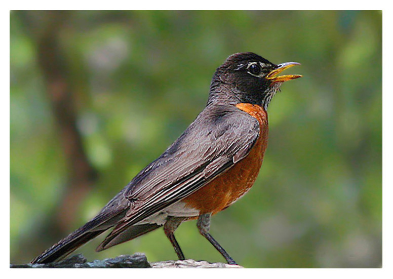 Странствующий дрозд птица странствующий дрозд Техас American robin Texas