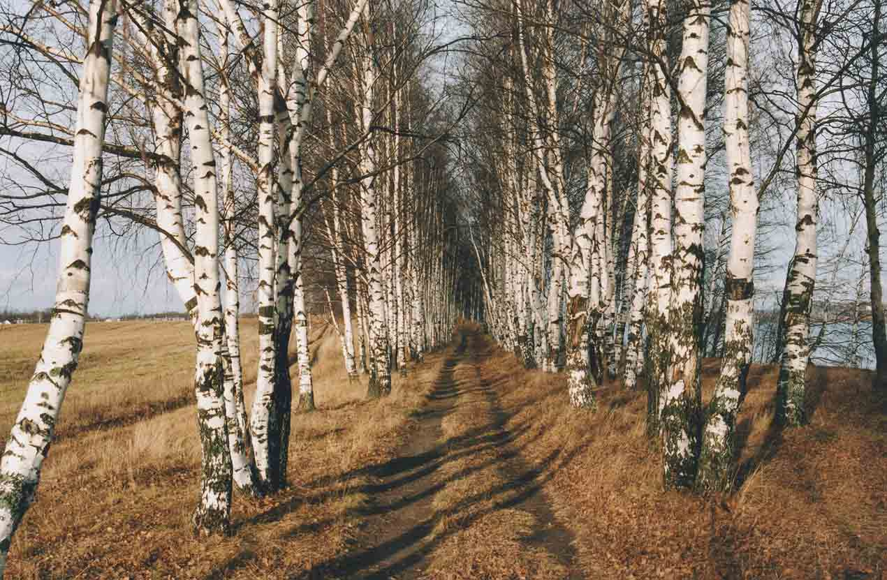 осенняя осенняя
