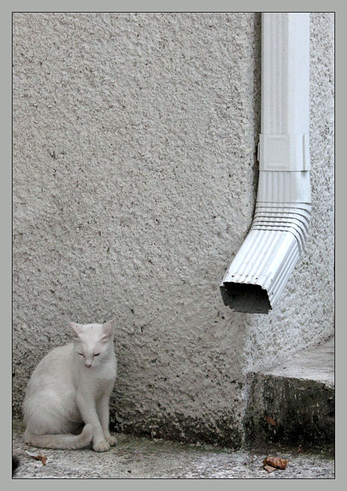 Соло на трубе для Белой кошки труба,   белая, кошка, жмурится