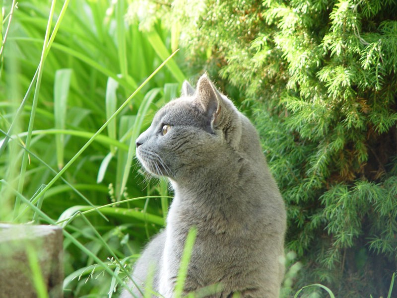 Охотник кот кошка