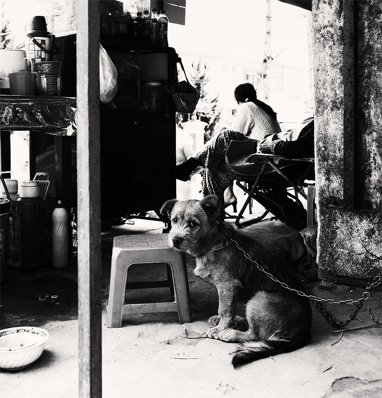 Cобачье сердце travel, vietnam, dalat, animals, dogs, city, bw, чб, Вьетнам, Далат, собаки, город, путешествия