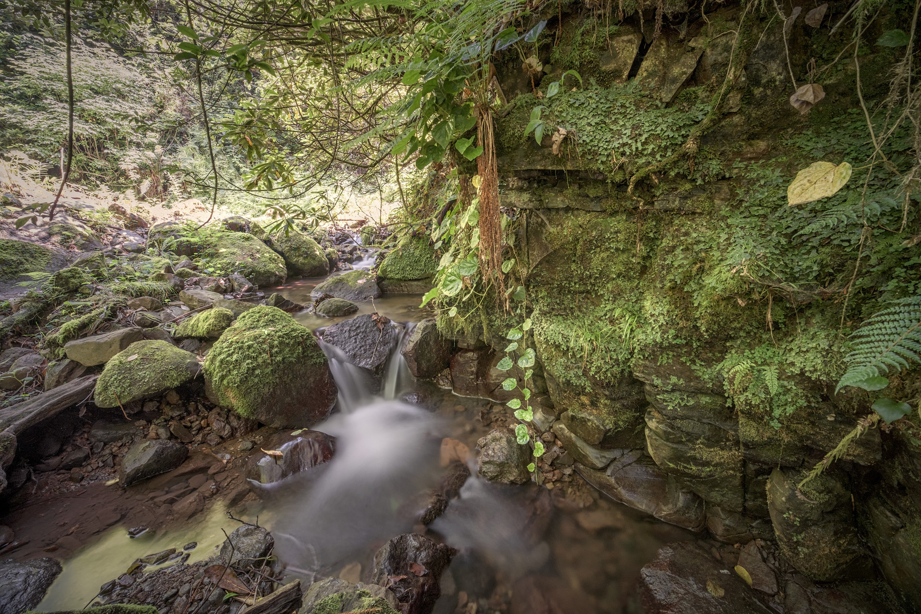 Джунгли Капнистави kapnistavi jungle creek plants green trees rocks stones moss water stream nature landscape scenery travel outdoors georgia adjara sakartvelo chizh longexpo