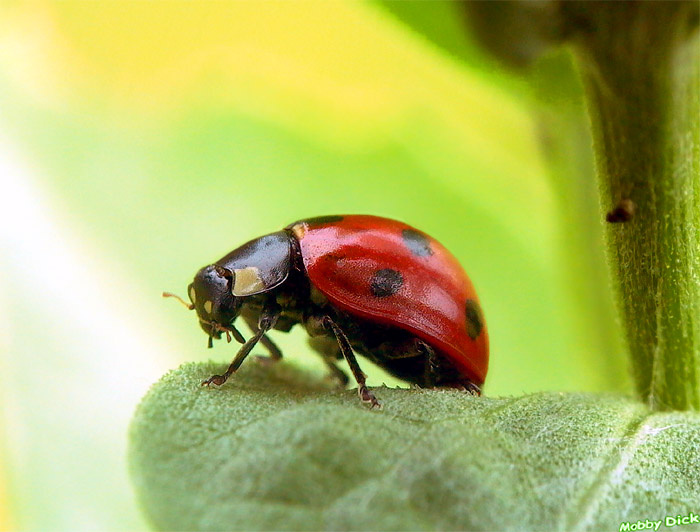 калинка  калинка , lady-bird