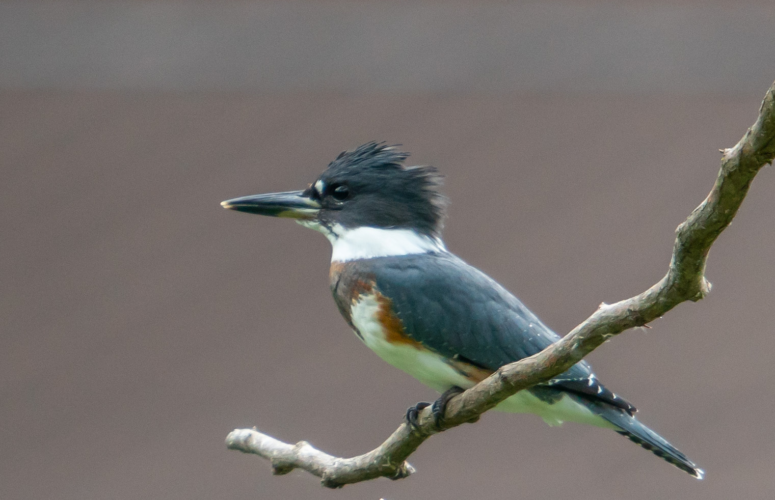 Kingfisher (Зимородок) Kingfisher зимородок