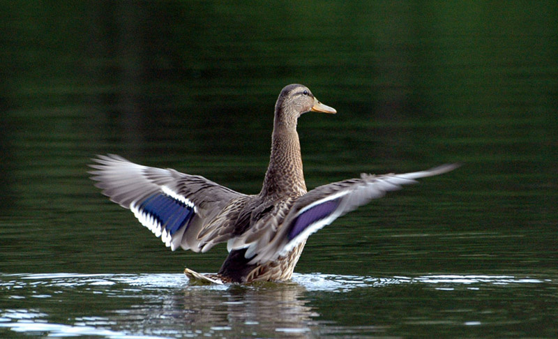 duck утка, селезень
