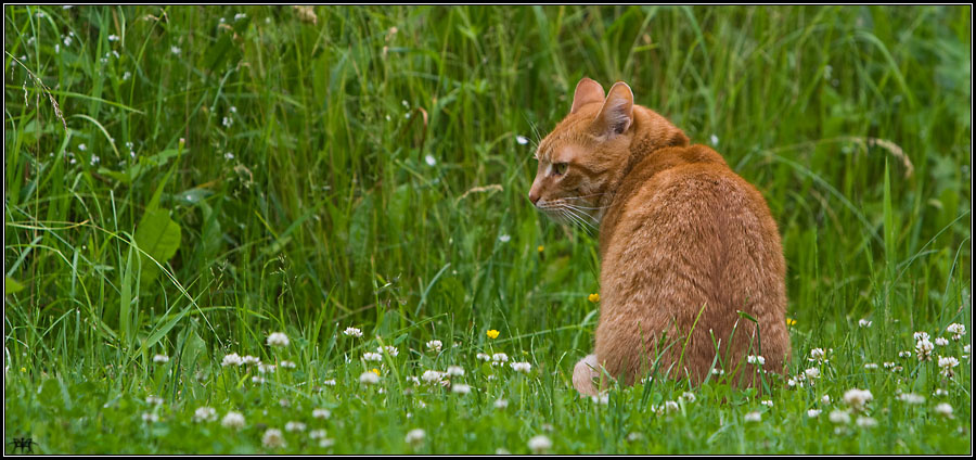 Макс рыжий, кот, зелёная, трава