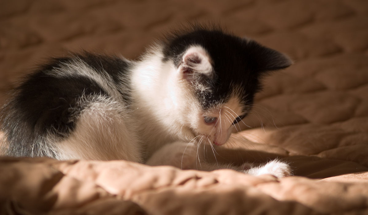 Котик 