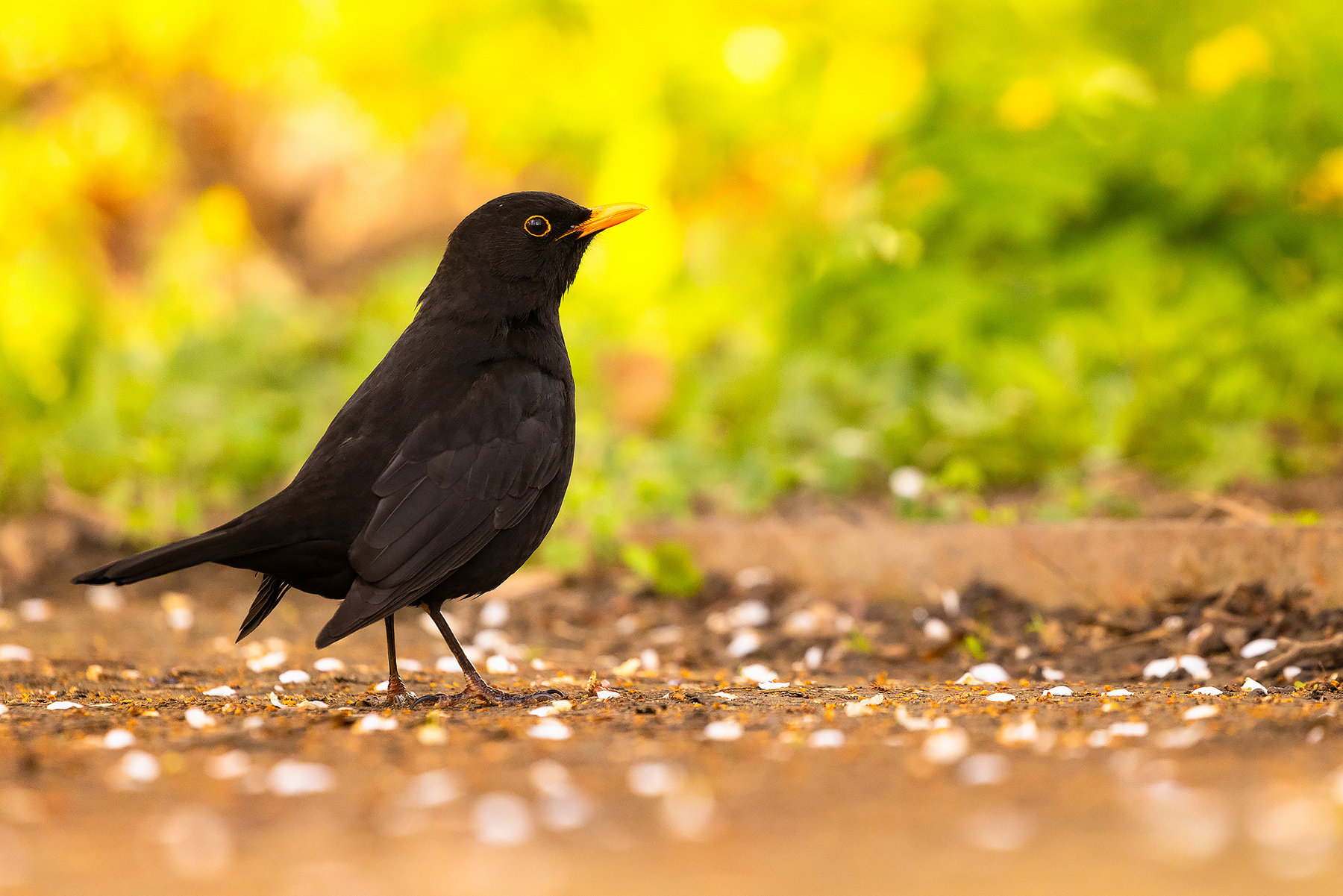 Blackbird 