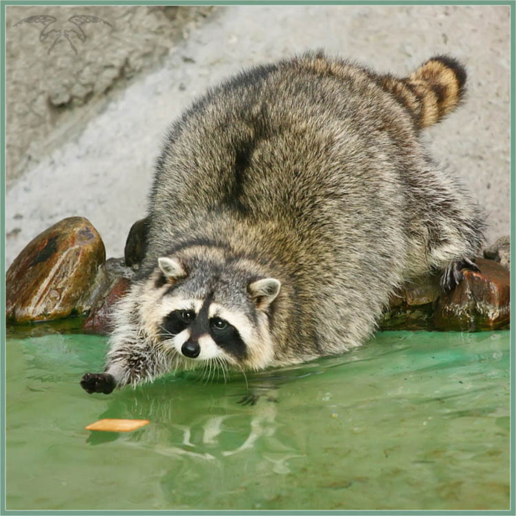 Водная аэробика? Нет, трофей! енот