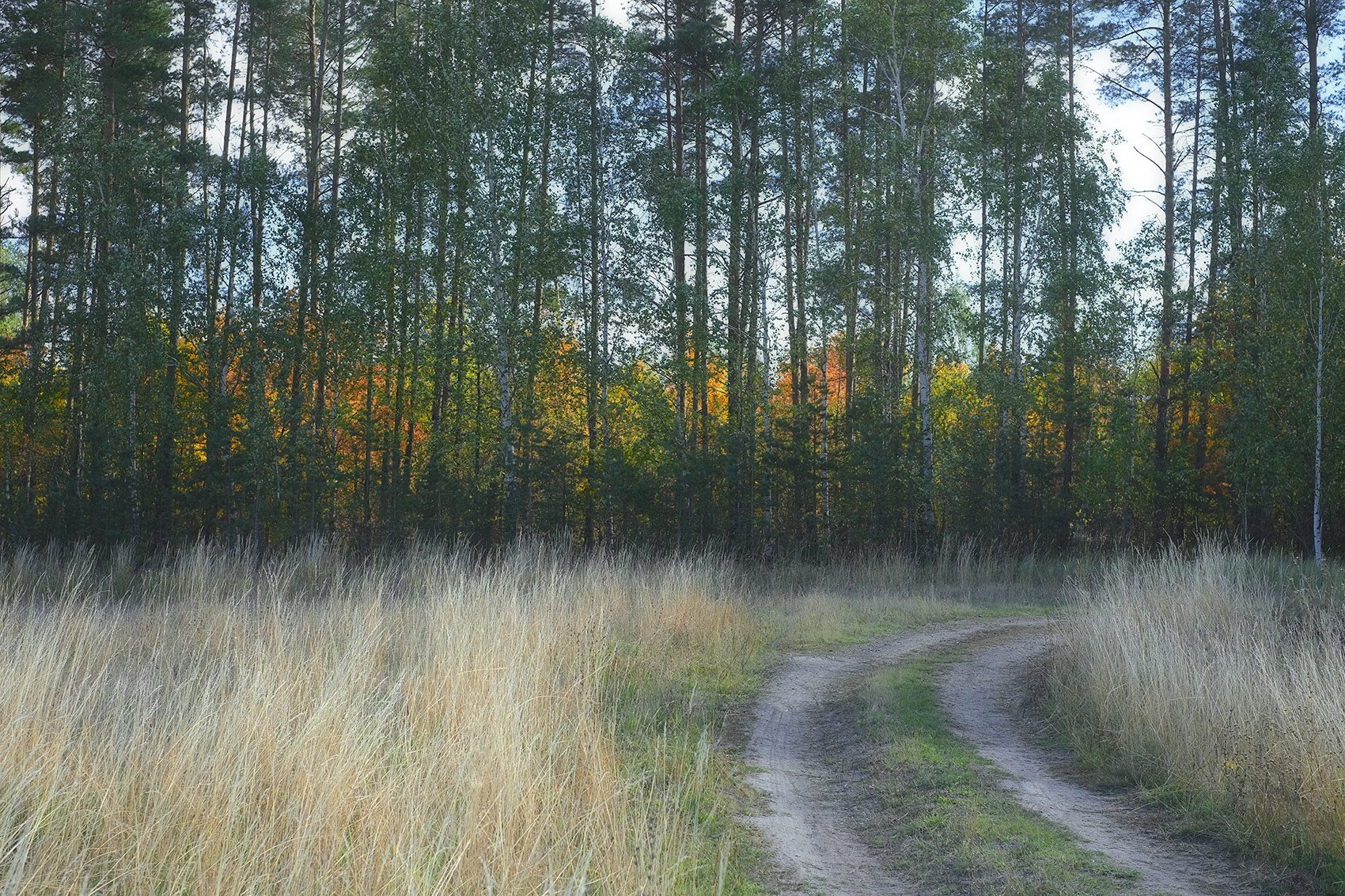 Дорога... осень сентябрь дорога лес