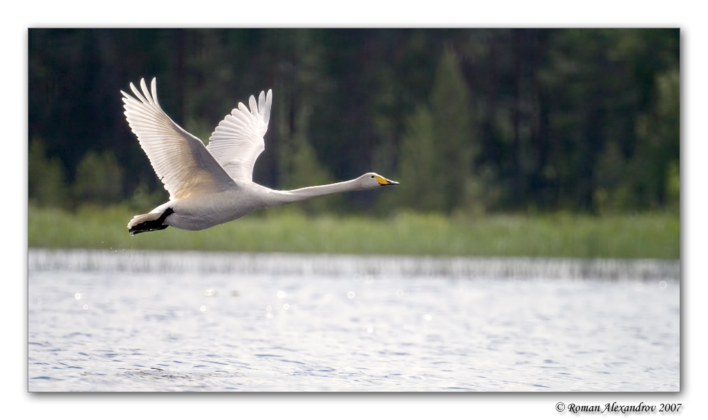Полёт 05 природа птицы лебедь