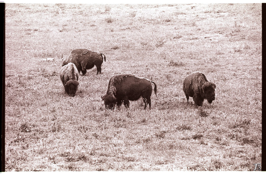 Как, кстати, по-русски buffolo? Бизон или буйвол? buffalo бизон буйвол