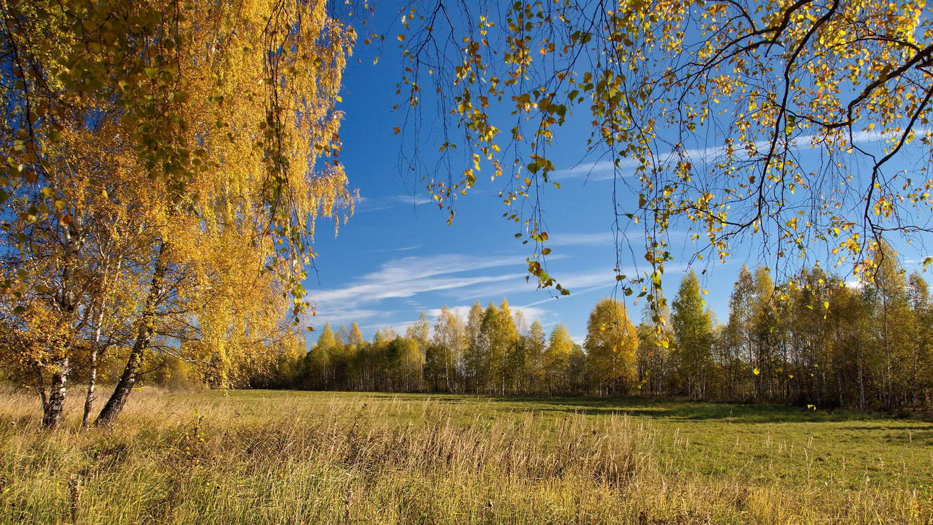 Золотая осень 