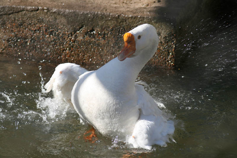 Как с гуся вода! 