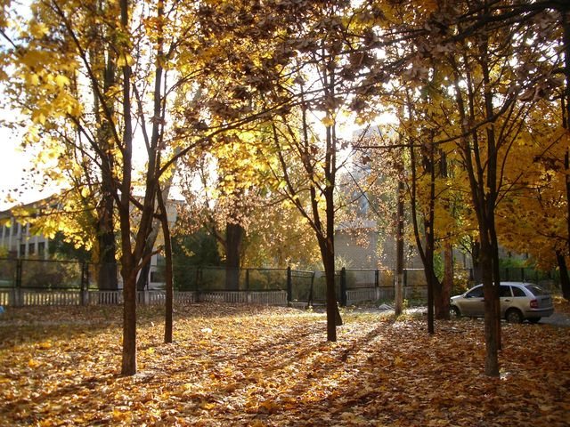 Чистое золото осень природа деревья листья