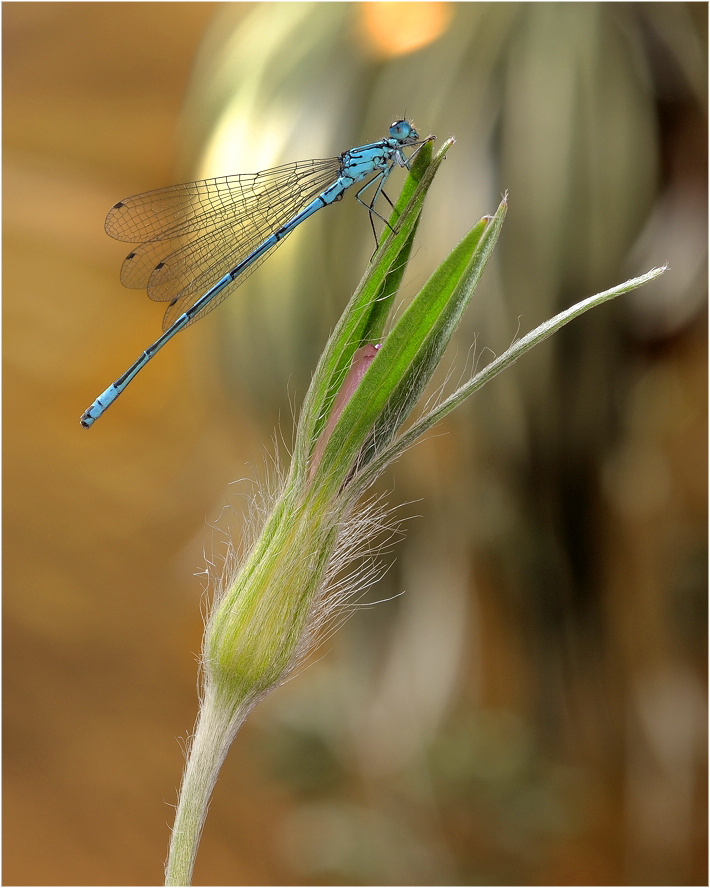 Coenagrion pulchellum - Стрелка красивая  