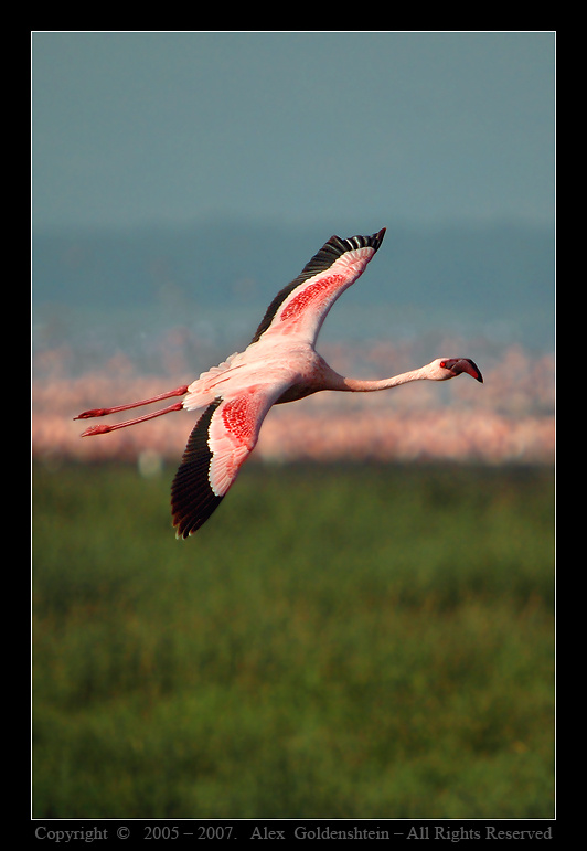 Розовый фламинго (Phoenicopterus roseus). Национальный-парк-озера-Накуру, фламинговый-рай.