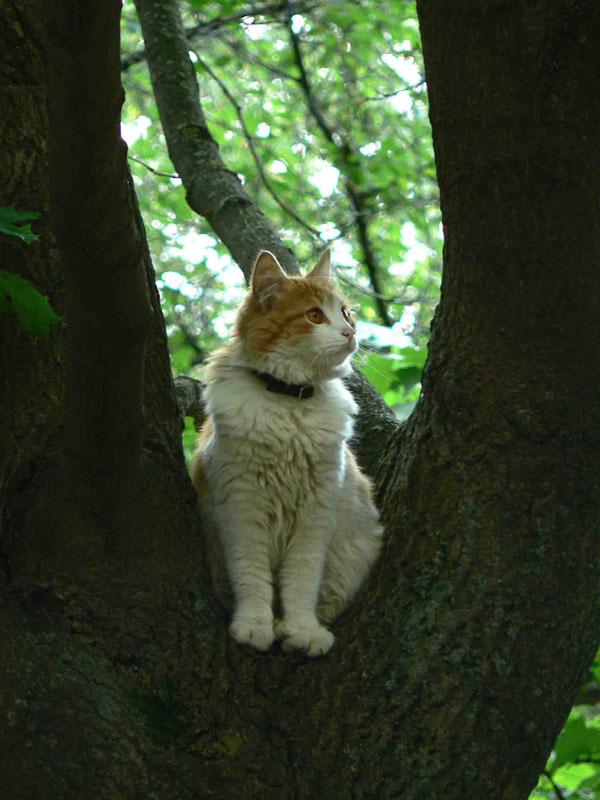 Что день грядущий мне готовит... Кот