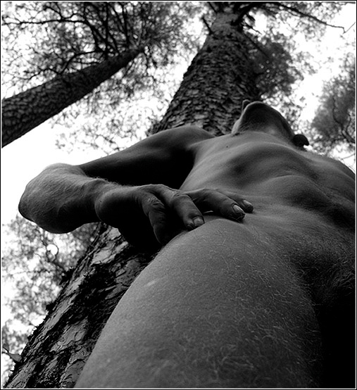 A sosny vysokie.. Les sosny male nude