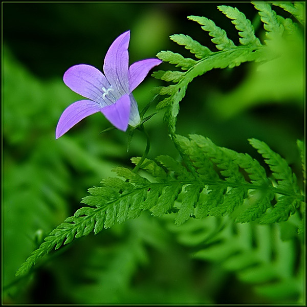 Колокольчик раскидистый (Campanula patula) 