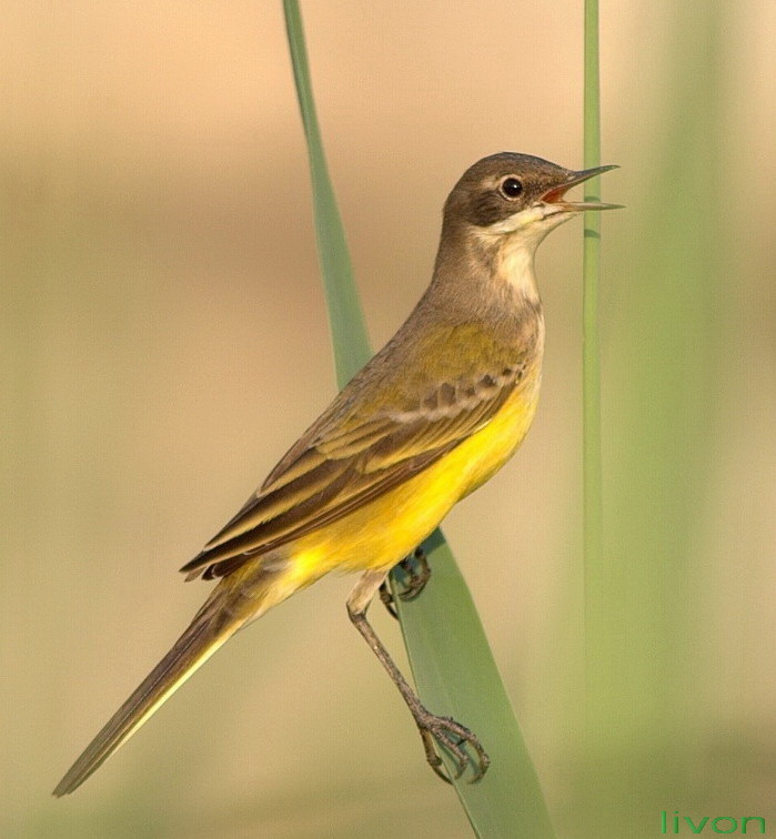 YELLOW WAGTAIL. Motacilla flava. Трясогузка желтая. נחליאלי צחב Желтая трясогузка