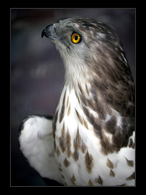 Hawk 