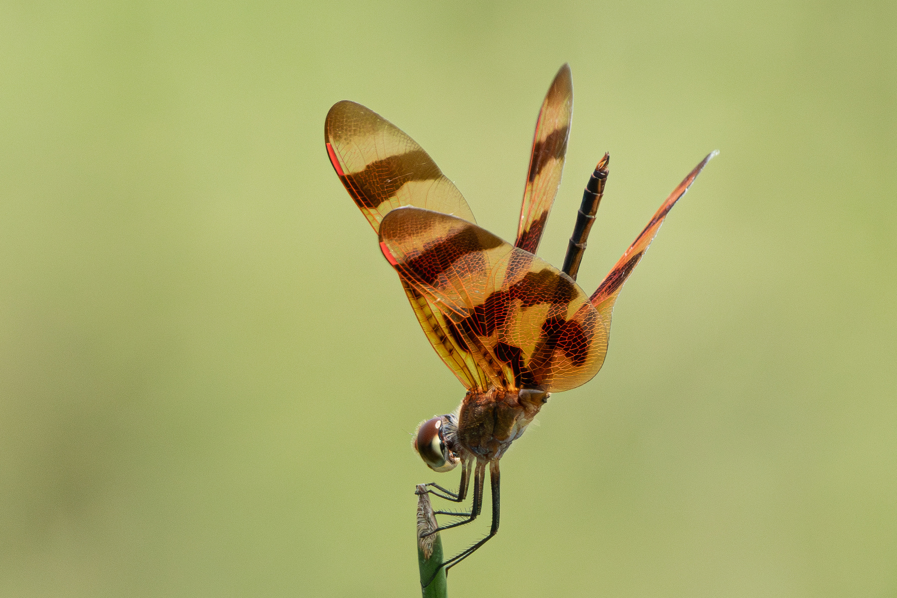 Стрекоза Celithemis eponina