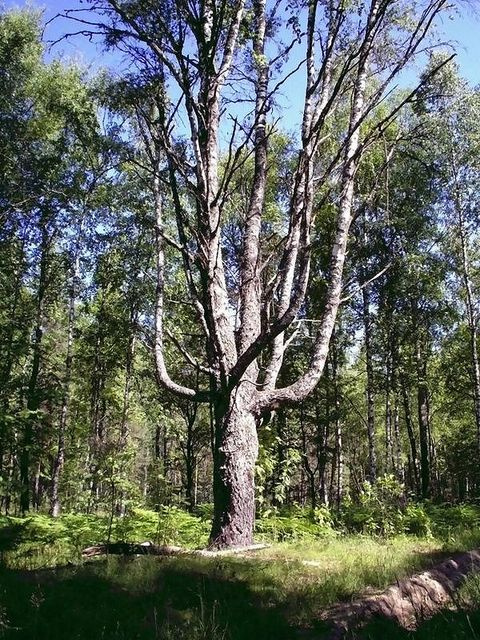 Причуды природы 