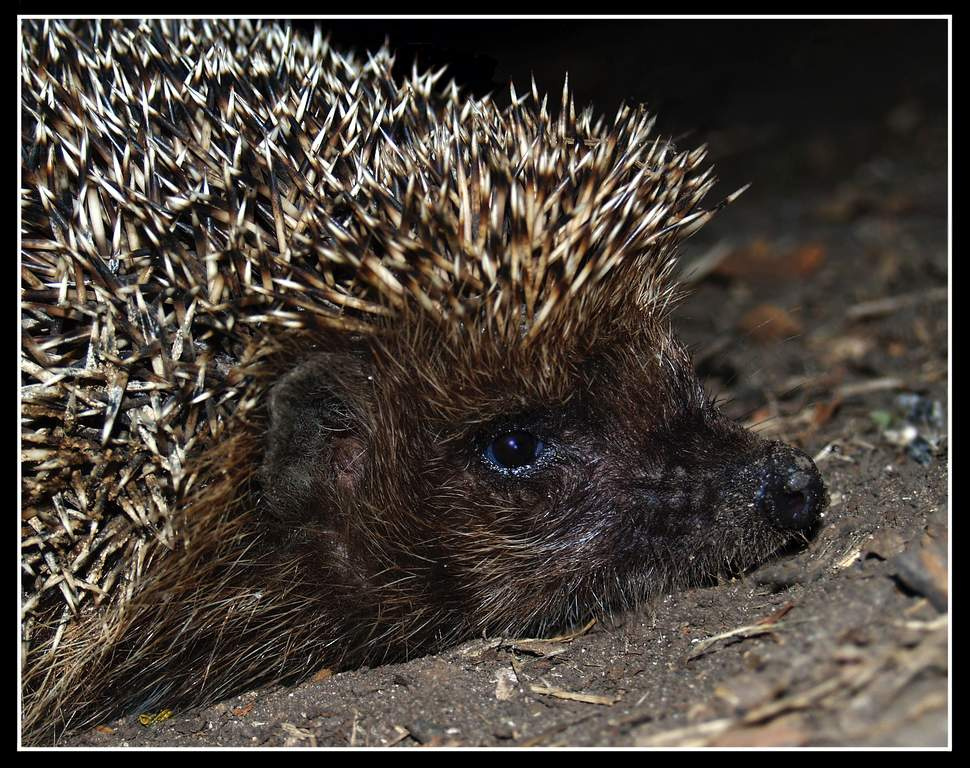 Ёж европейский (Erinasius europaeus) ёж насекомоядное