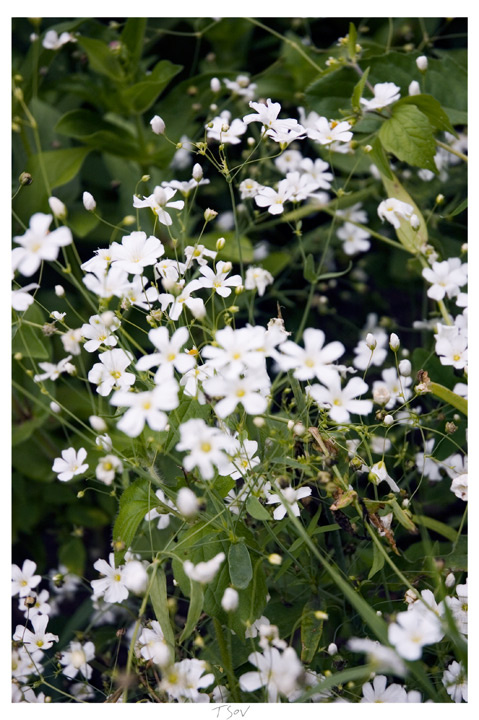 flowers in color цветы flowers