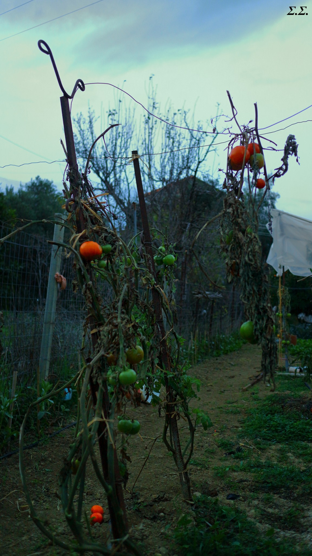 THE LAST TOMATO HARVEST  3rd of december frame 