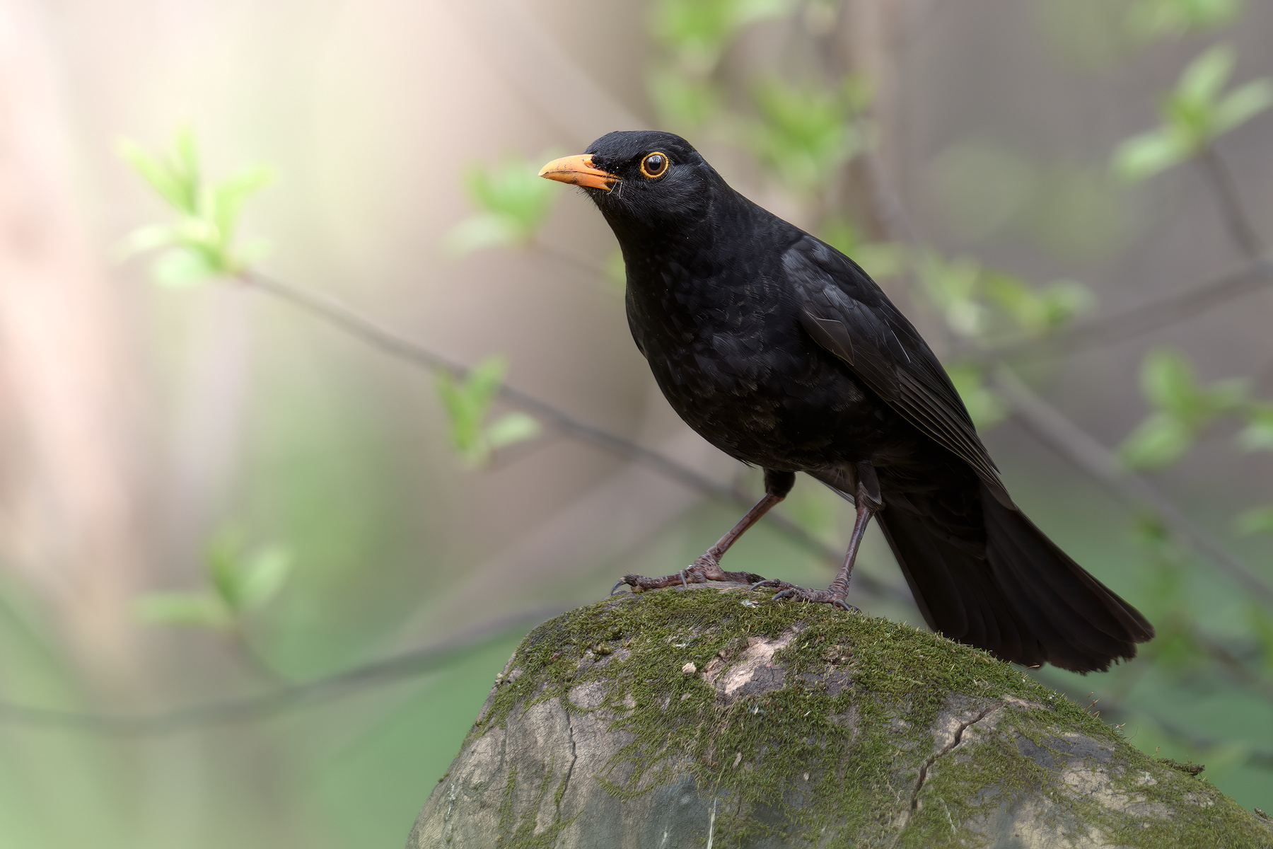 Чёрный дрозд (Turdus merula) 