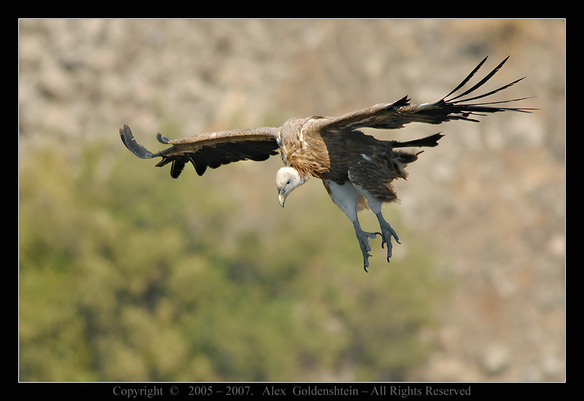 Белоголовый сип (Griffon Vulture). Griffon Vulture, Белоголовый сип (гриф), Гамла, заповедник, Израиль