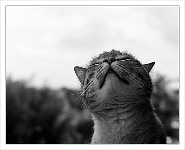 Барс кот запах