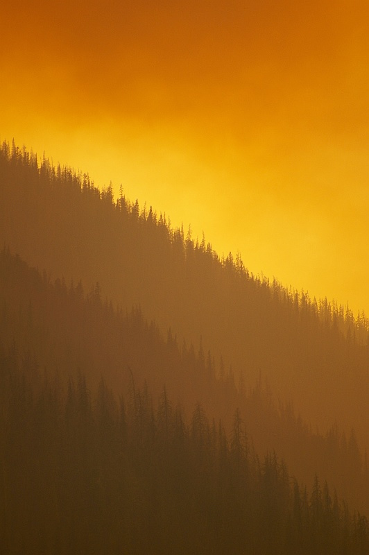 wild fire 
