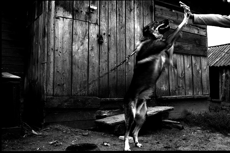 dick the dog 