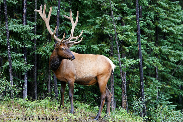Elk elk