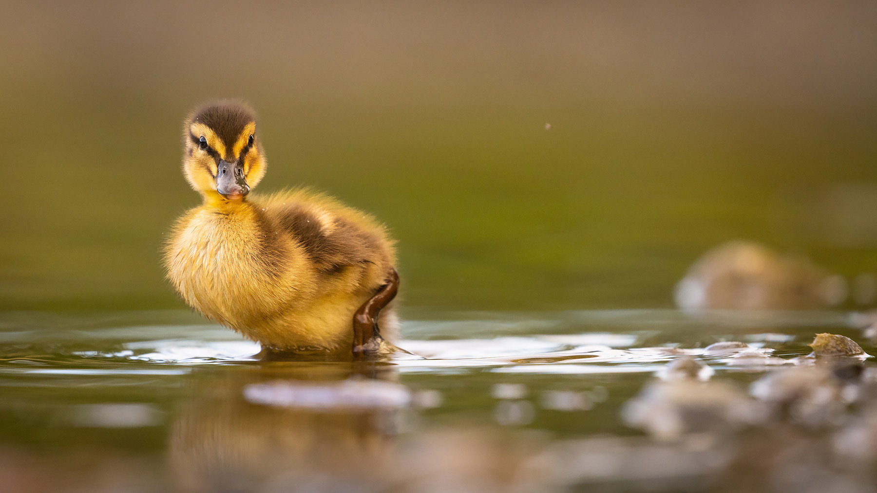 Duckling 