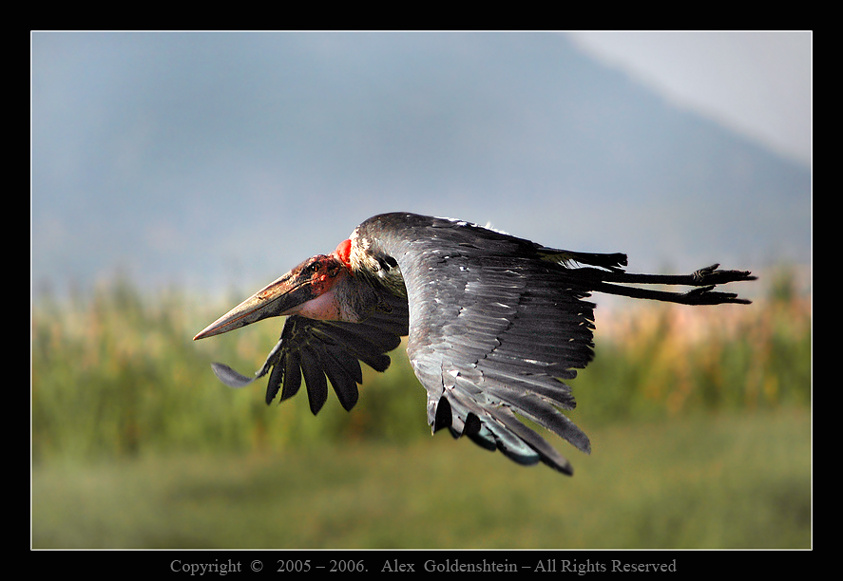 АФРИКАНСКИЙ МАРАБУ (Leptoptilos crumeniferus), Африка, Кения, Национальный парк озера Накуру, Август 2006, Фото-Сафари. Мастер-Класс-с-Вадимом-Онищенко