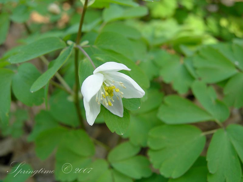 Anemone springtime nature plant flowers