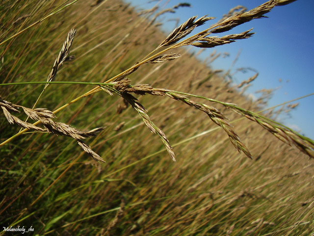 field лето.поле.