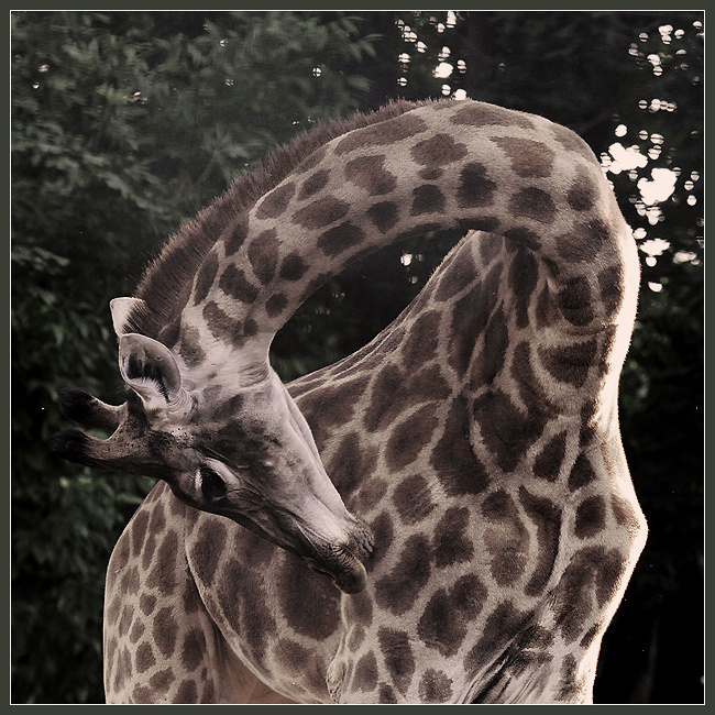Памяти Августа Фердинанда Мёбиуса жираф Giraffa camelopardalis лента Мёбиуса