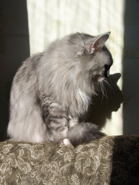 настроение кот кошка
