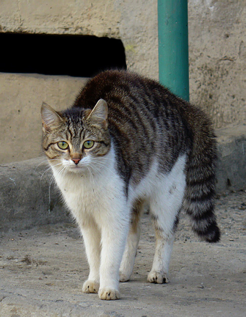 динозаврик кот, кошак, кошаренок, котенок, кошка